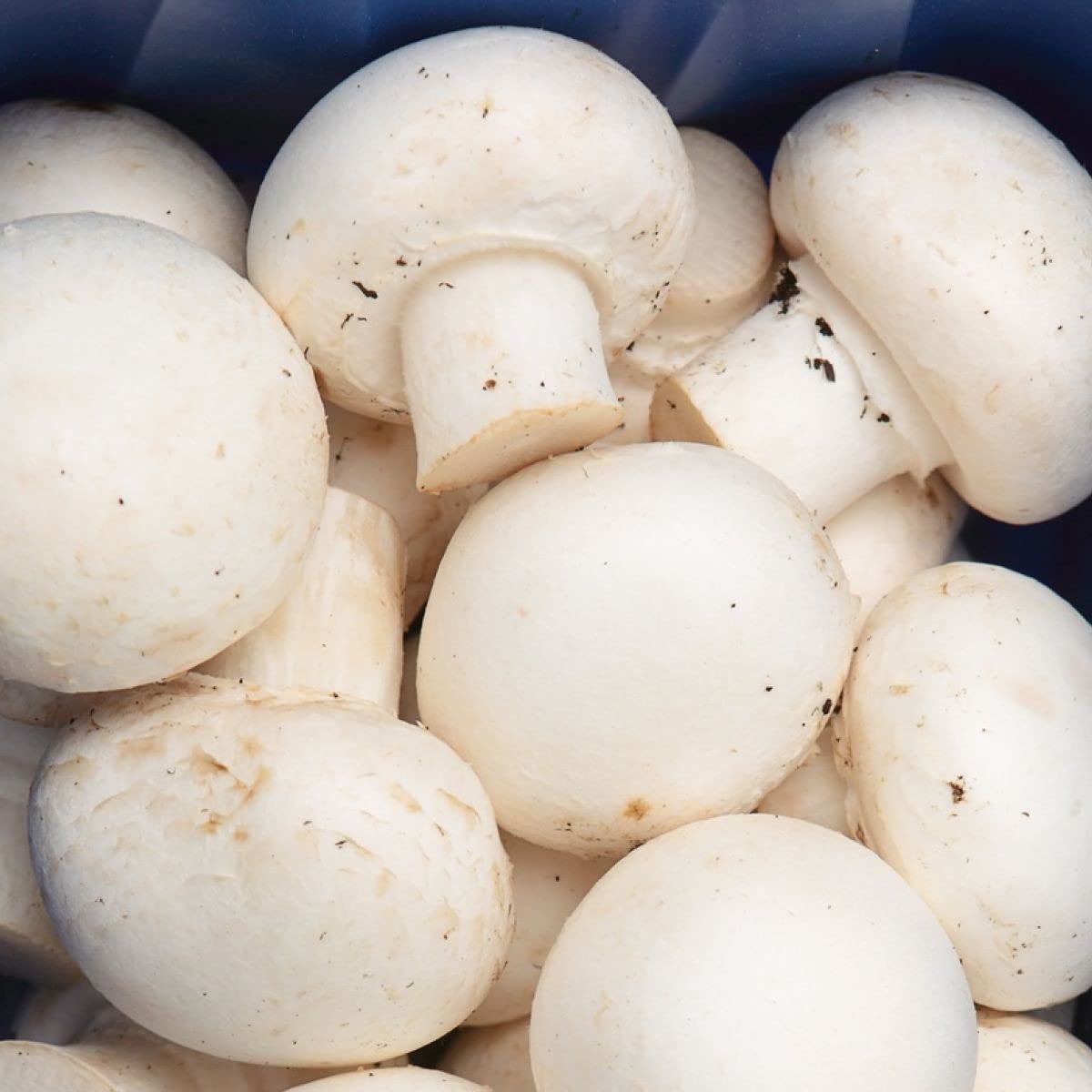 Paudha Mushroom Hybrid Herb pack of 61 seeds (B09NJMC9H3) Amazon Price History, Amazon Price Tracker