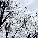 A Bird with Six Wings