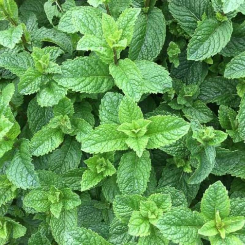 Spearmint Plants Live Indoors Outdoors, Mint Plant Seeds, Herb Plants Live in Pot, Fresh Herb Mint Plant, Fresh Mint Plant, Potted Mint