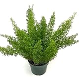Asparagus Densiflorus Natural Planta de Interior con Hojas Densas