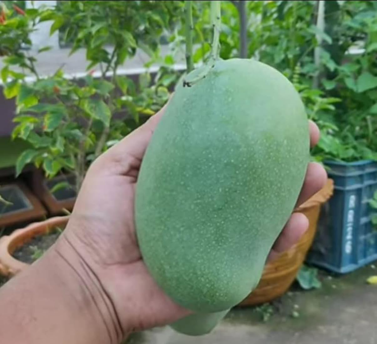 Green view "Thai Katimohan Mango Original Desi Delicious Huge Productivity Rare Mango Fruit 1 Grafted Live Plant In Nursery Grow Bag (B0BGQG7SGQ) Amazon Price History, Amazon Price Tracker