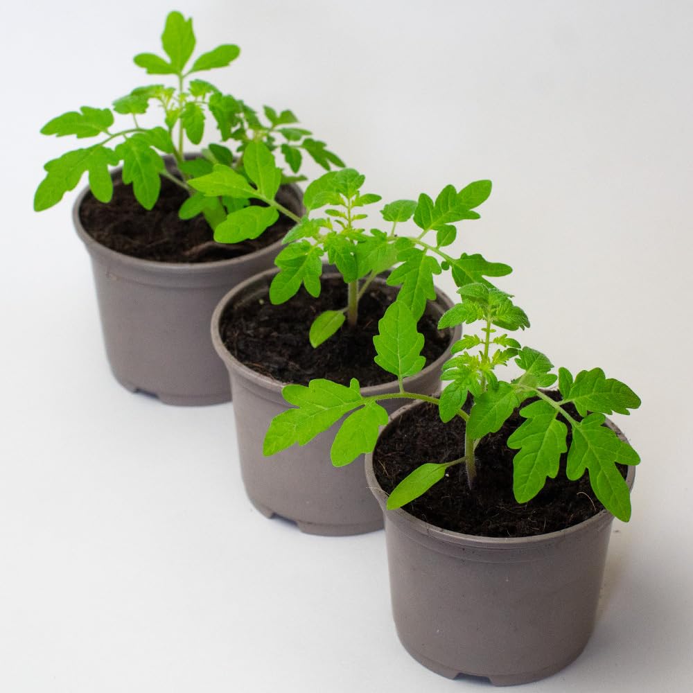3 x Cherry Tomato Plants - Fresh Vine Tomatoes, green - Image 8