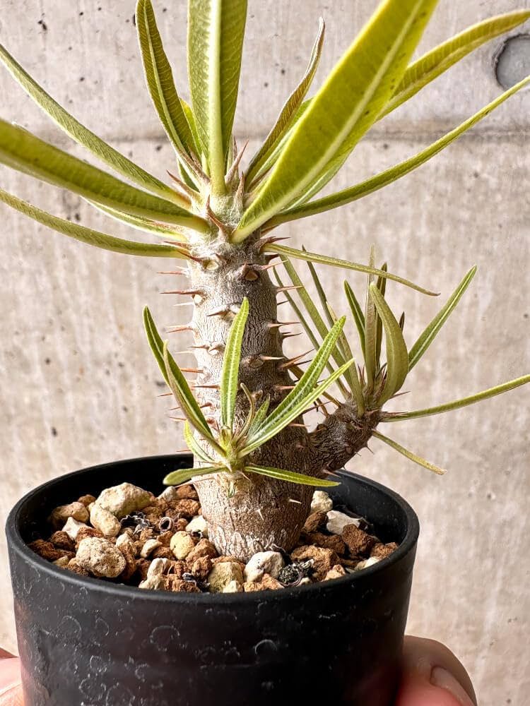 パキポディウム カクチペス鉢込◾️ボタナイズSHO-DO 塊根植物 パキポディウム カクチペス Lサイズ【多肉植物 2.5号鉢