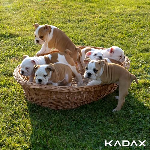 KADAX Hunde und Katzenliege aus Weide, Haustierbett in Naturfarbe, Hundebett, Katzenkorb, Liegestuhl für Tiere, Tierbett, Hundeschlafplatz. Ruhekorb (22x90x70cm)