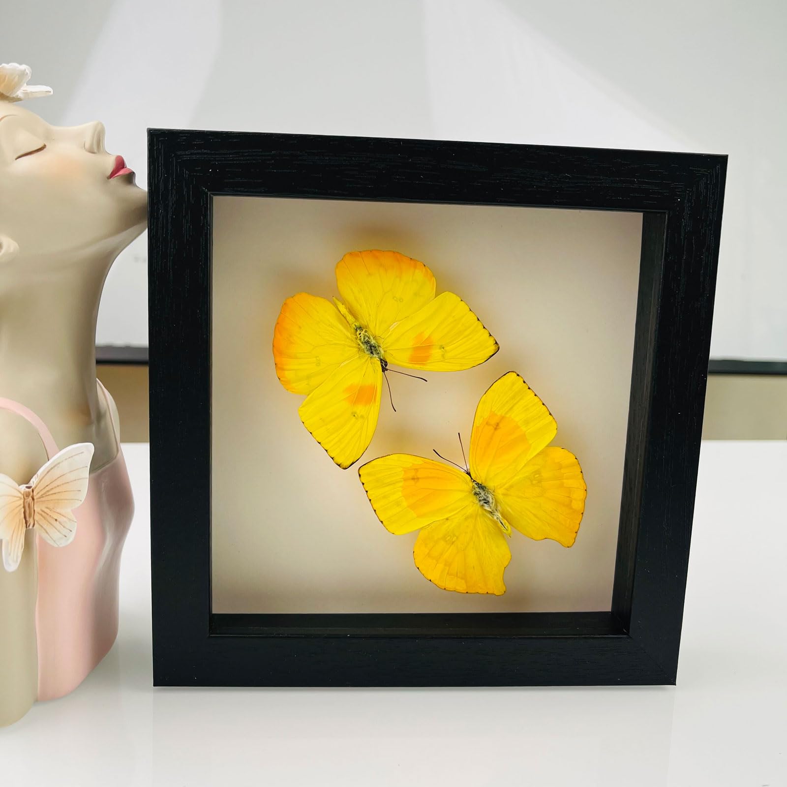 Taxidermy Mounted In Frame,Exquisite Butterflies Insect Specimen,Collection Of Butterfly,Unique Home Decor Wall Decoration Gift For Christmas Valentine Birthday,Real Butterfly Specimens17.6*17.6cm