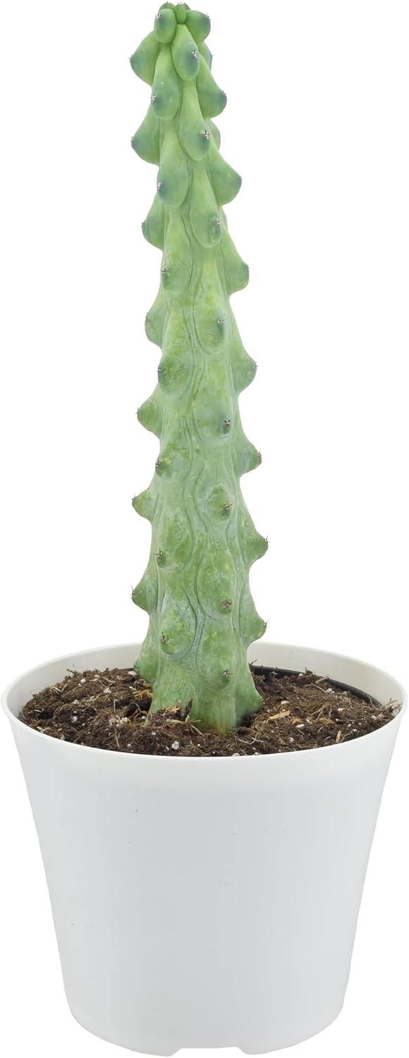 Arcadia Garden Products LV76 4" Boobie Cactus Rare Live Indoor Houseplant in Plastic Pot for Home, Work or Gift, White *** Cannot Ship to Hawaii ***