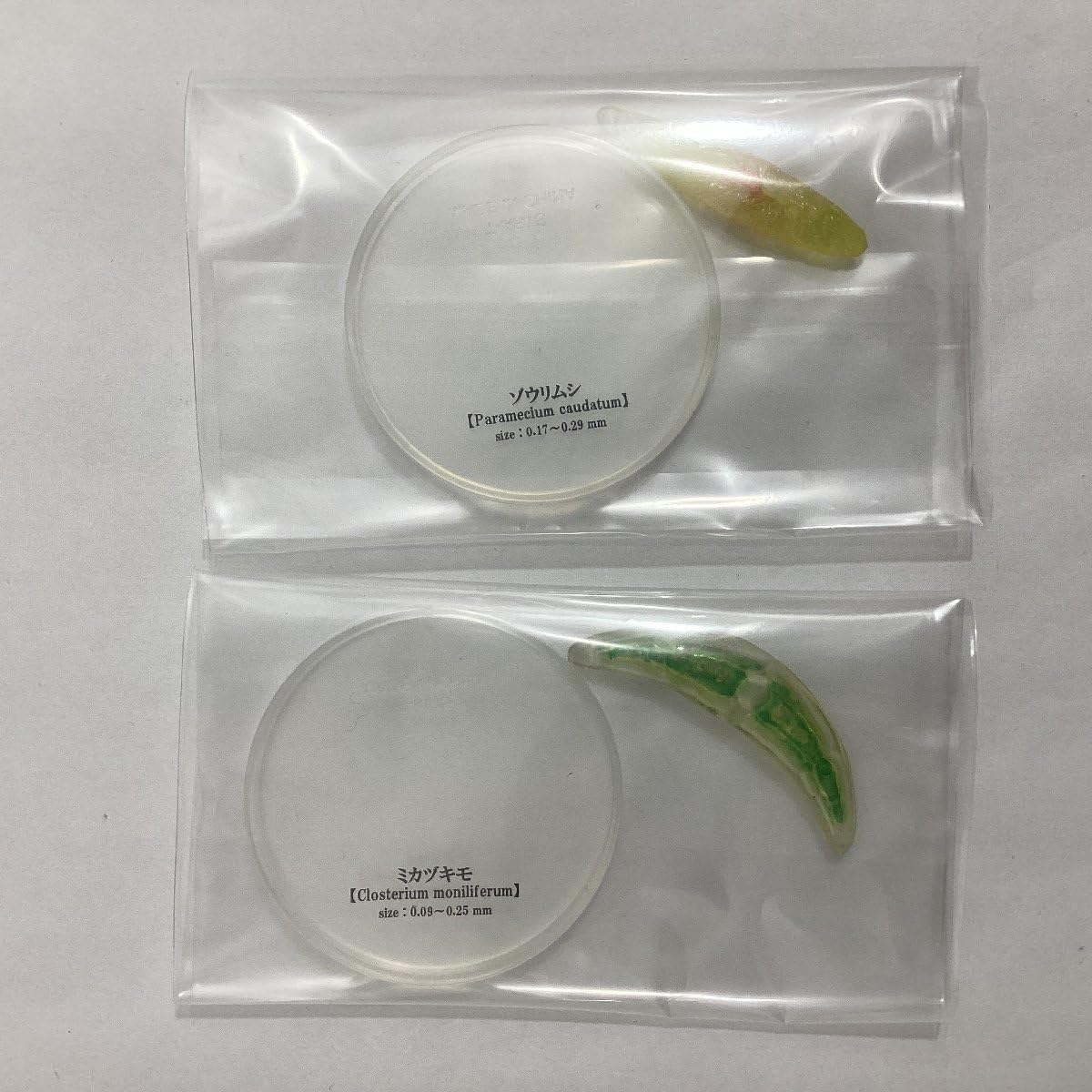 ♯Jzi17CZ不思議生物大百科極小の共存者微生物シークレット入6種 71XeO732zEL.jpg_BO30,255,255,
