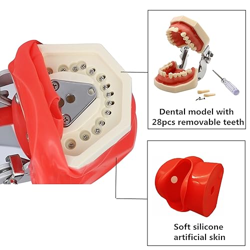 Miniatura 5 de Máscara de silicona de práctica de modelo dental, modelo YOUYA DENTAL Teeth para entrenamiento de técnico dental, simulación de cabeza fantasma,