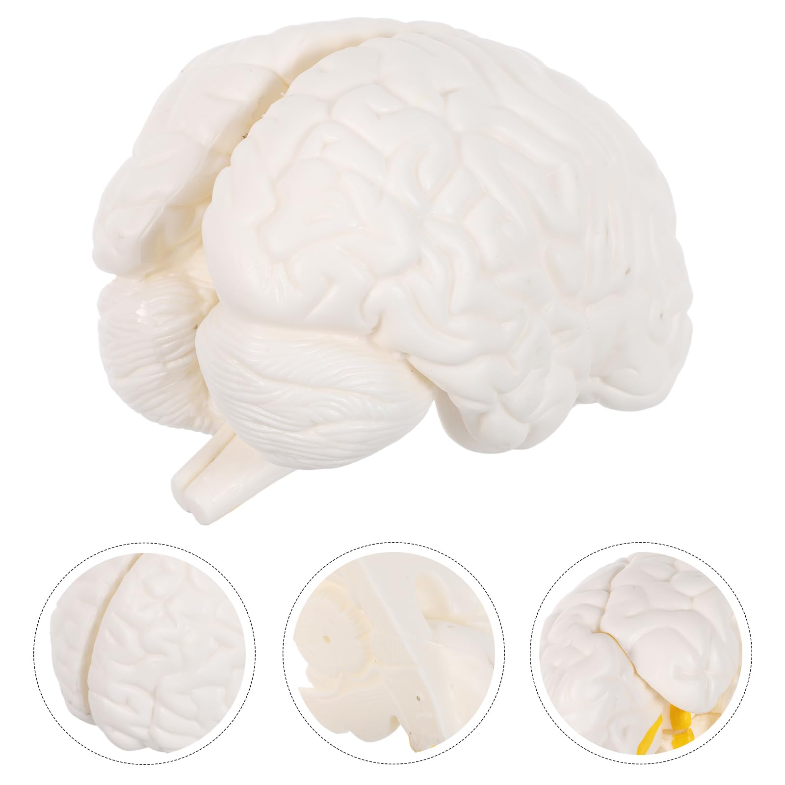 Modello Anatomico Cervello Dettagli Realistici, 3 Parti Smontabili, Materiale Durevole, Strumento per Studio Biologia e Ricerca Medica