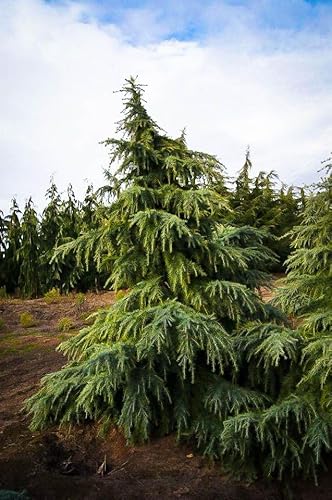 Generic 5 Deodar Cedar Tree Seeds, Green