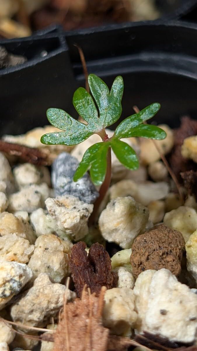 6月入荷 種子 10粒 ボスウェリア ナナ 6月入荷 種子 10粒 ボスウェリア ナナ 6月入荷 種子 10粒 ボスウェリア