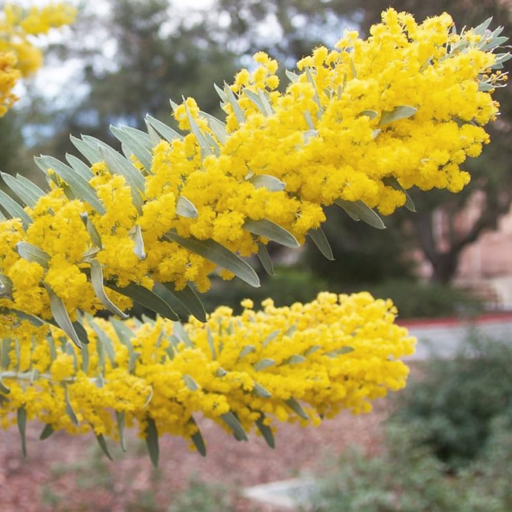 Amazon.co.jp: ITANSE アカシア ブルーブッシュ 8号 1個売り