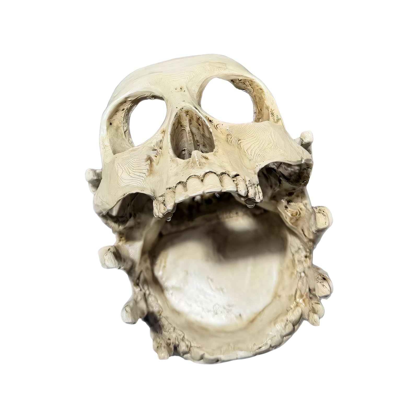 Kaeltsyn Handcrafted Skull Resin Rings for Organizing Small Accessories and Decoration Items Resin Skull Decoration Rack