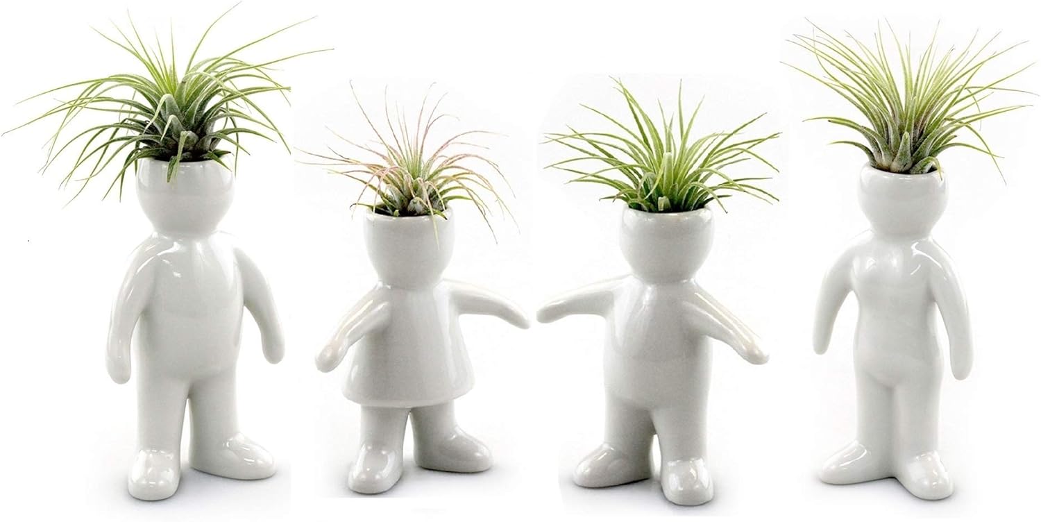White Ceramic Man, Woman, Boy and Girl People Shaped Planters with Live Tillandsia Air Plants - 3.5"-4.75" Potted Indoor Air Plants for Home and Office Decor
