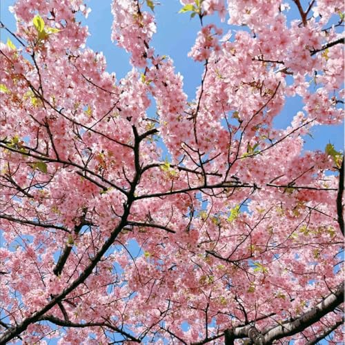 semillas de cerezo flores de primavera en el balcón semillas orgánicas de plantas de balcón decoración de balcón prado de flores plantas de jardín de rocas resistentes semillas de 120pcs