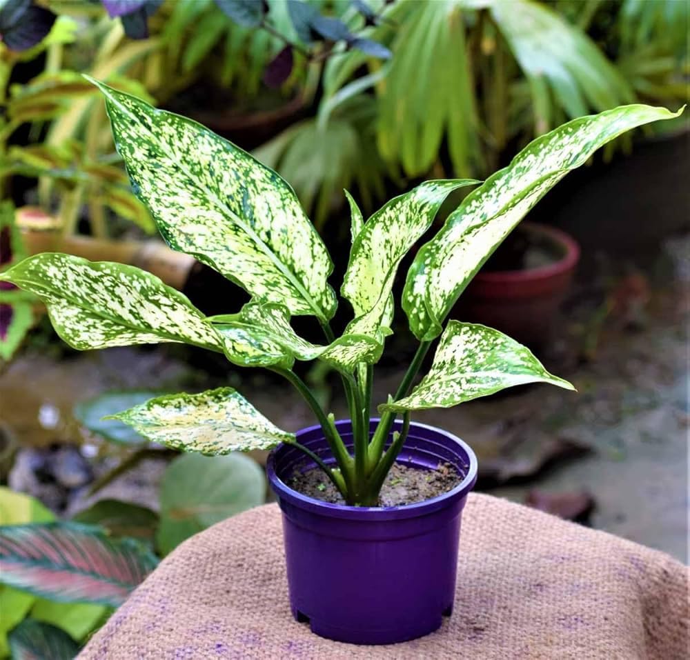 Snow White Plant Live (Aglaonema Snow White) | Indoor Air Purifying Decorative Plant for Home, Office, Balcony & Garden-image-17