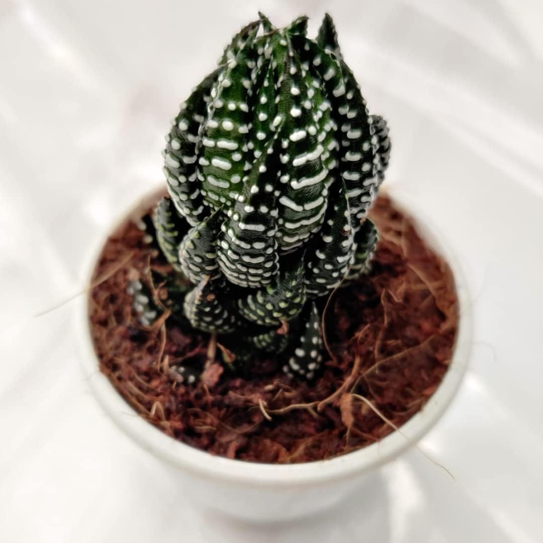 Live Haworthia reinwardtii, Zebra Wart - Succulent Plant | Succulent Indoor Plant with Flower Pot for Home, Office, Living Room and Decor (B0CJRPN1GV) Amazon Price History, Amazon Price Tracker