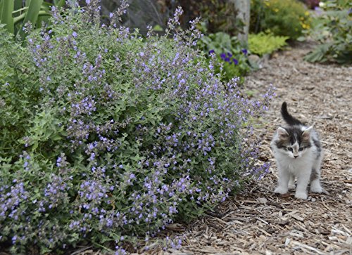 0.65 Gal. Cat's Meow Catmint (Nepeta) Live Plant, Blue-Purple Flowers #TOP7