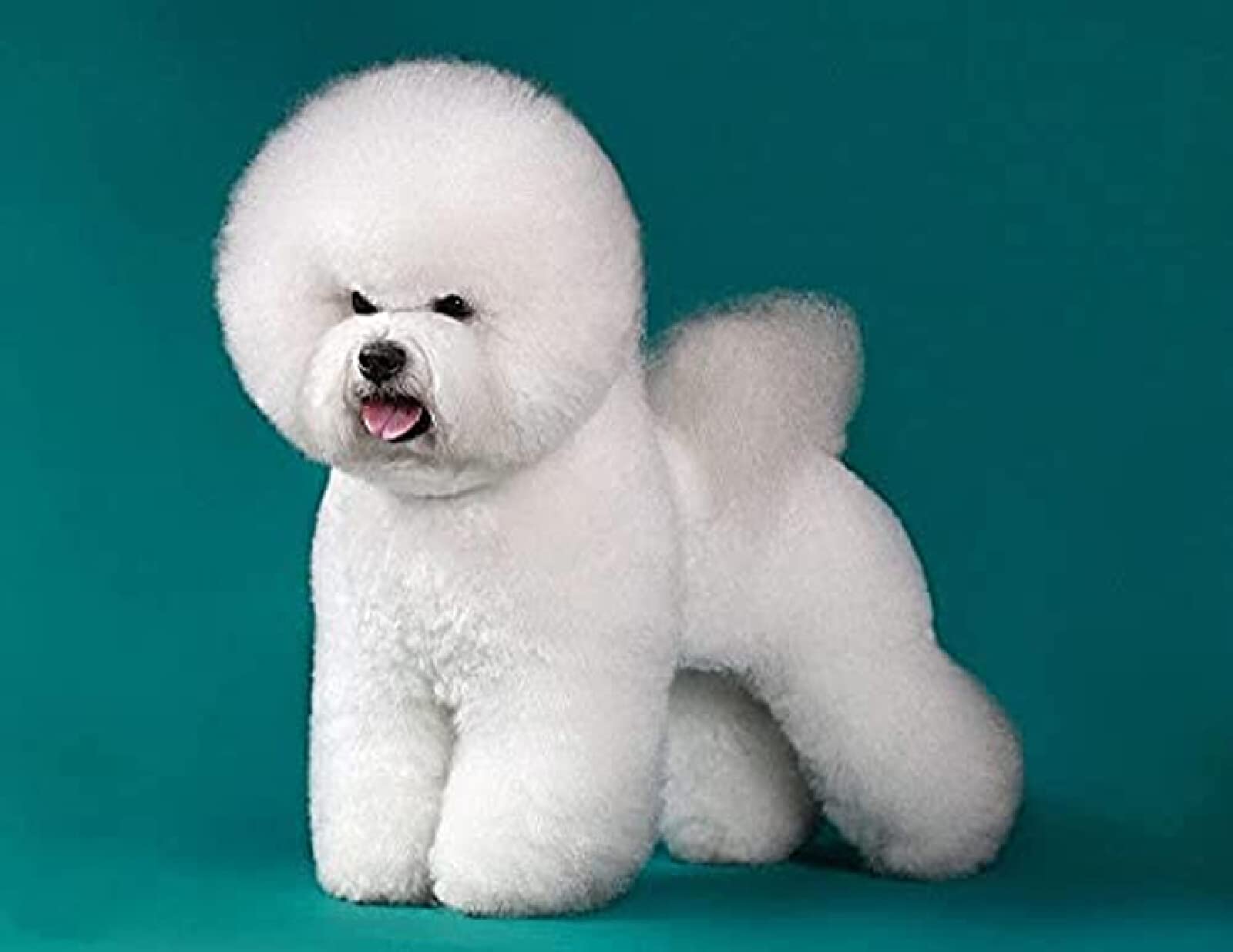 Kit Point de Croix Bichon Frisé Idée Cadeau Broderie Faire Soi-même - 8