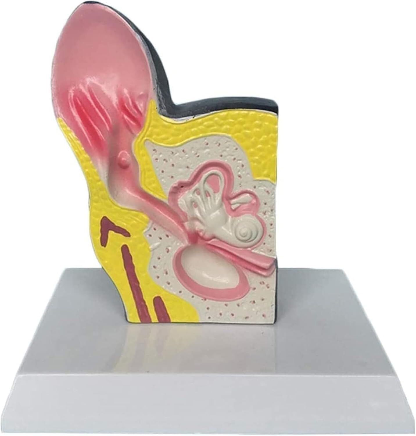 Model anatomiczny człowieka manekin model edukacyjny pies ucho anatomia model - modele organów zwierzęcych - materiał PVC model anatomiczny psa