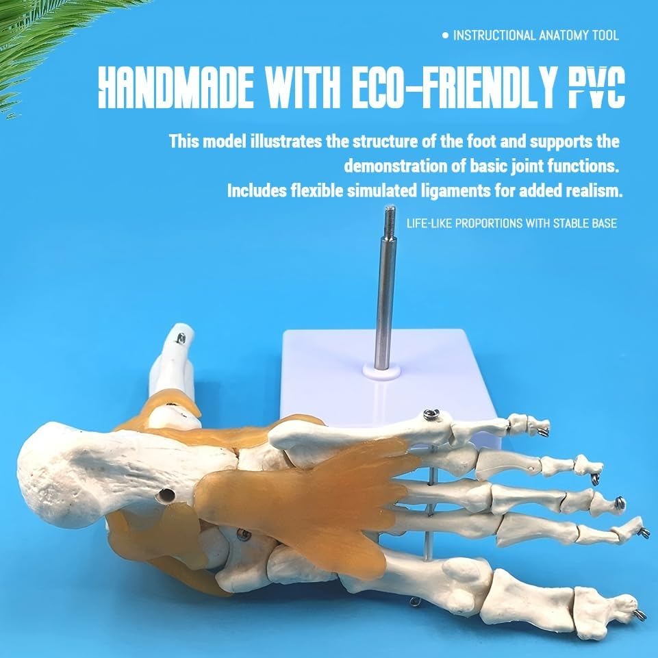 Human Foot Joint Model with Ligament, 1:1 Foot Skeleton Anatomy Model, with Ligament Ankle, for Medical Teaching, Educational Anatomy Study.