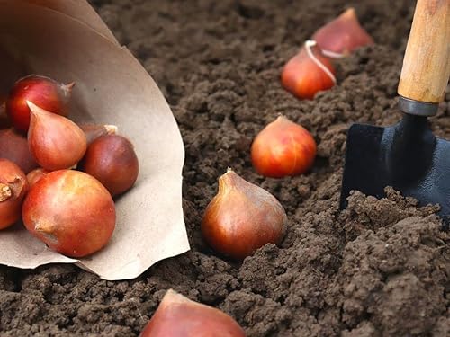 Miniatura 3 de 20 bulbos de tulipán blancos para plantar en otoño en interiores y exteriores bombillas grandes flores perennes