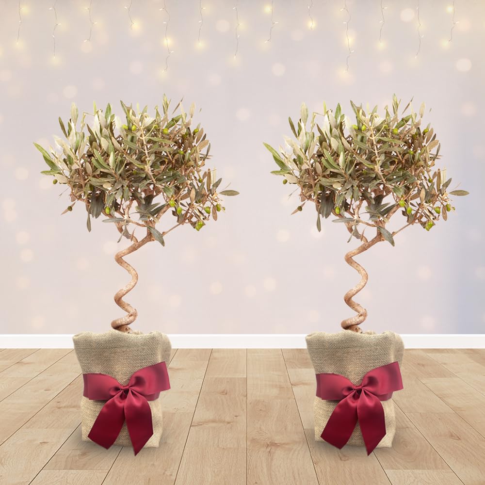 Yougarden Spiral Olive Trees With Gift Wrap 2 Pack
