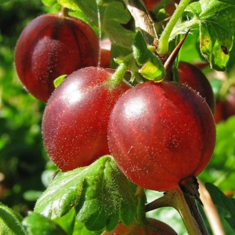Red Gooseberry Plant Live for Planting, Gooseberry Bush Live Plant 5 to 9 Inch Height, Gooseberry Fruit Tree