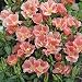 Outsidepride Godetia Sybil - 5000 Seeds