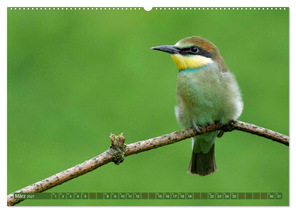 CALVENDO - Geliebtes Federvieh (hochwertiger Premium Wandkalender 2027 DIN A2 quer), Kunstdruck in Hochglanz: Eine Sammlung von Vogel-Fotografien, unterschiedlicher Arten und Familien.