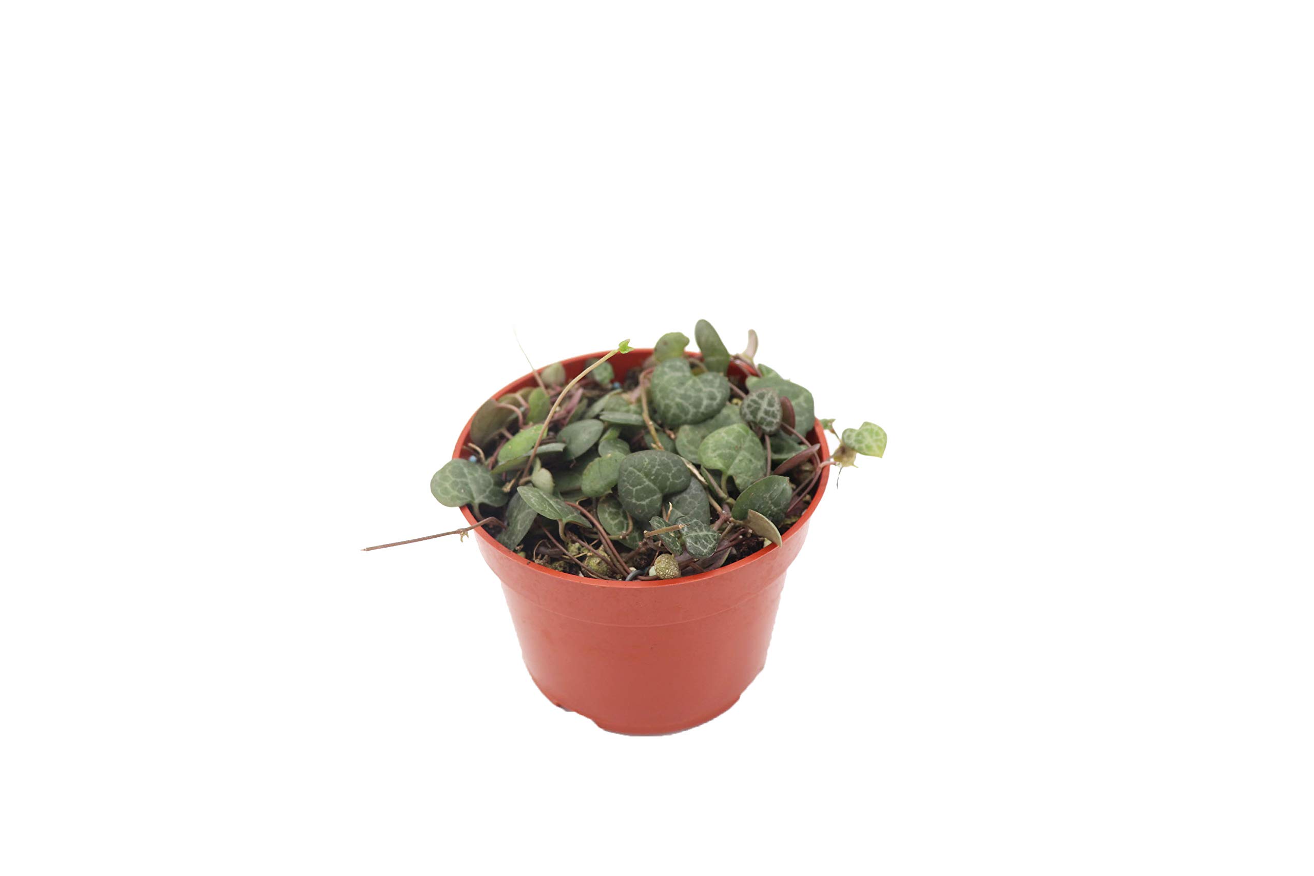 String of Hearts Plant