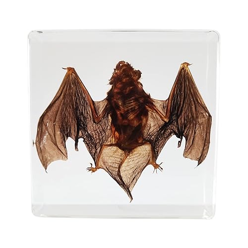 FlyingBean Especimenes de murciélago reales en manualidades de pisapapeles de resina, colección de taxidermia animal para educación científica y
