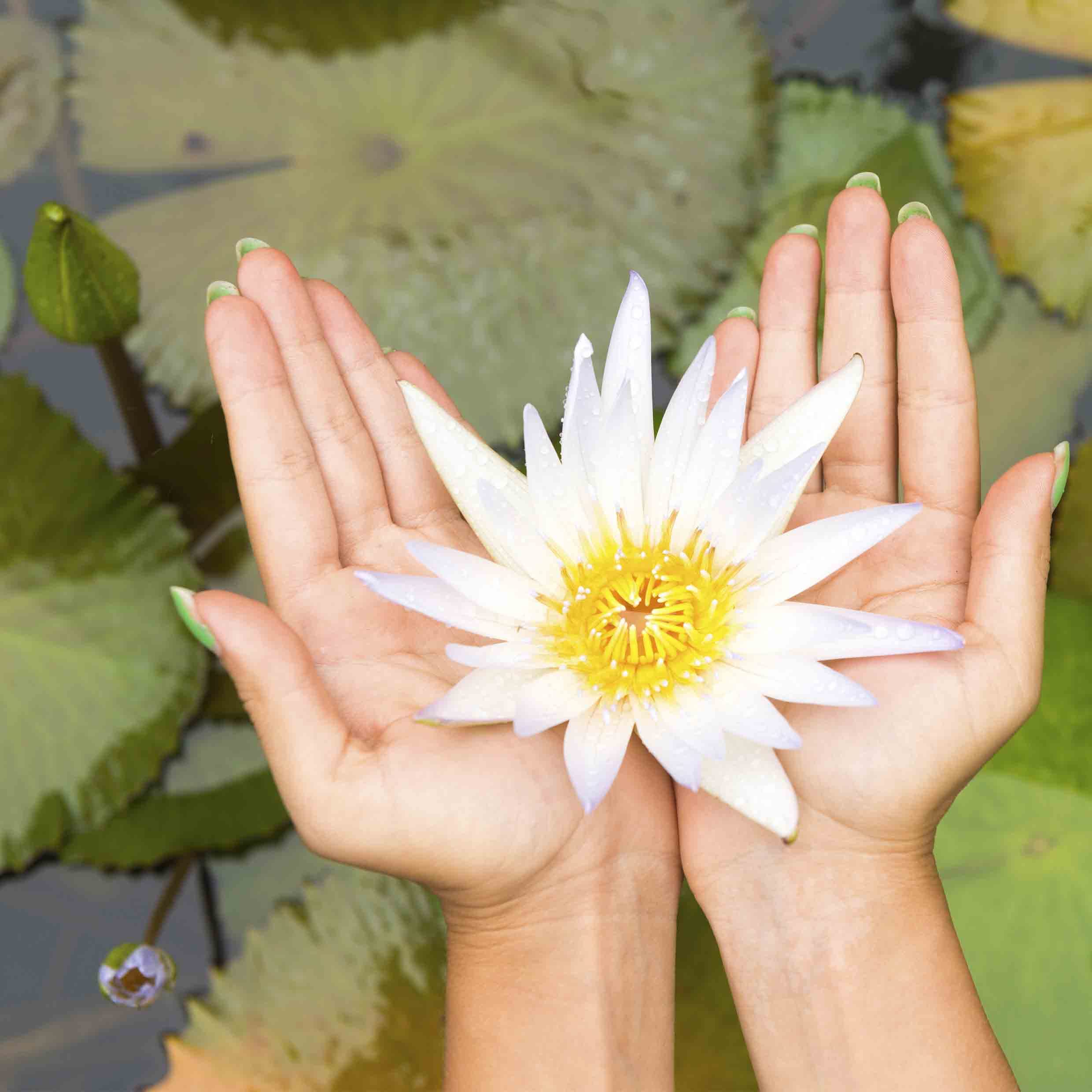 Echte Seerosen Winterhart im bunten Mix Teich Pflanzen, Aquarium Pflanzen Teichpflanzen im Pflanzkorb Wasserpflanzen Seerose Nymphaeae Anzuchtset Teichpflanzen winterhart (1 Seerose weiß)
