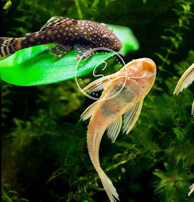 1 Snowflake Pleco & 1 Albino Pleco Shortfin, (Ancistrus dolichopterus 2-4cm) & (L144 Hypancistrus sp. 2-4cm) - Live Aquarium Fish