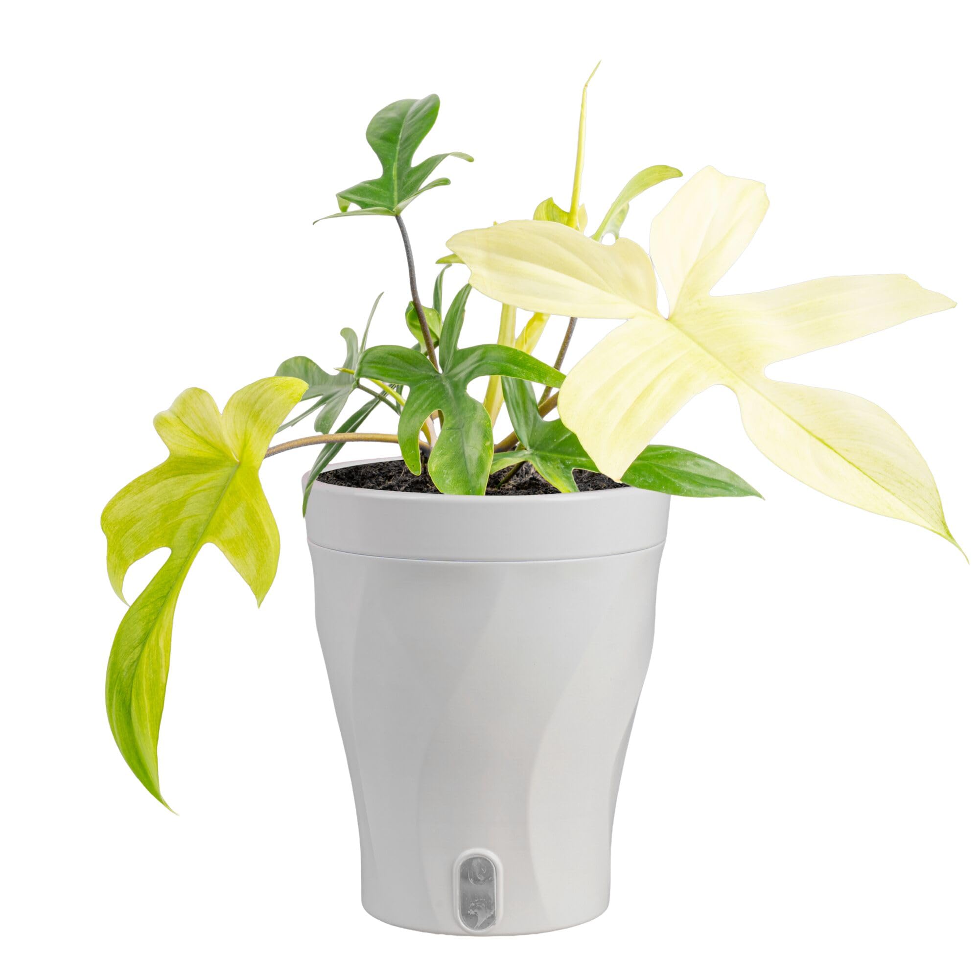 Costa Farms Philodendron Florida Ghost