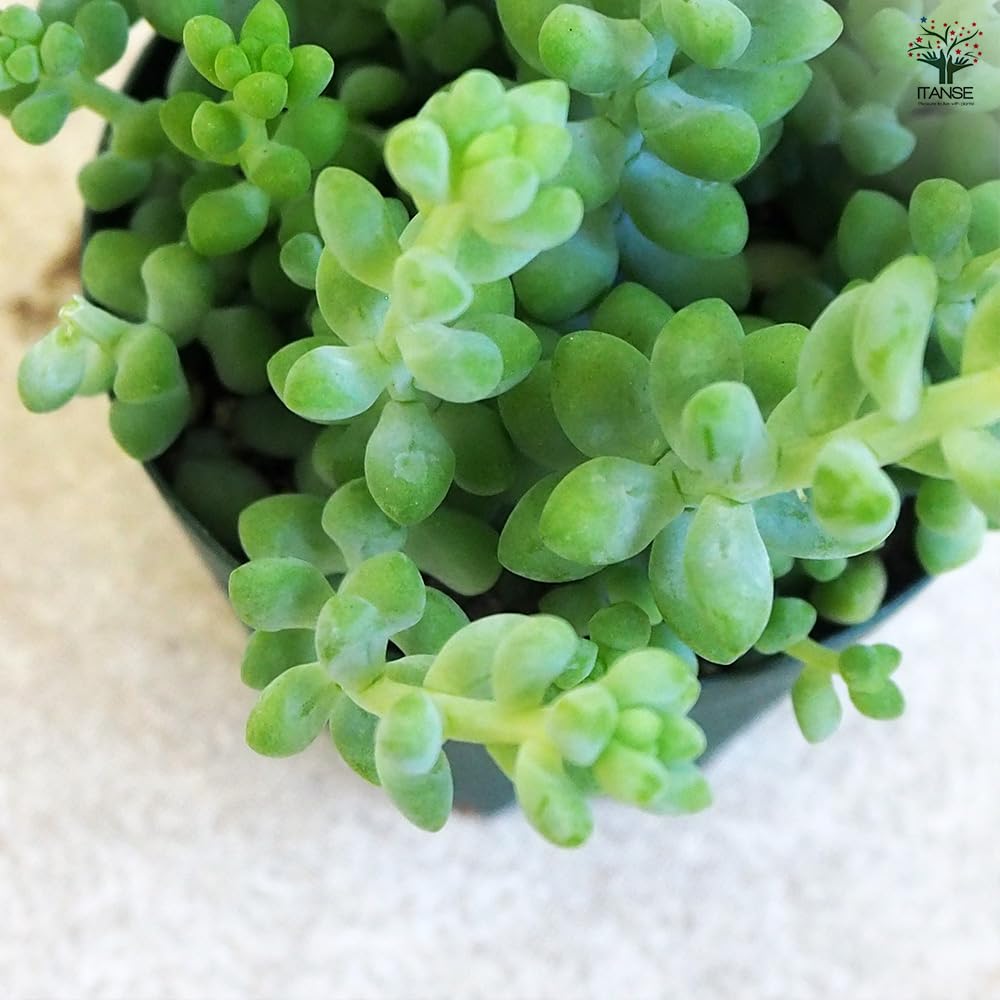 Amazon.co.jp: ITANSE 多肉植物 玉ツヅリ 2.5号 1個売り【品種で