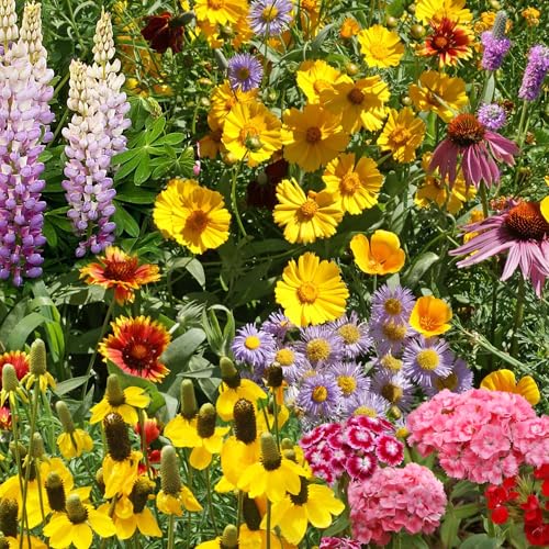 Image of Ferry-Morse Perennial Bulk Wildflower Seeds, 200,000+, 1 lb