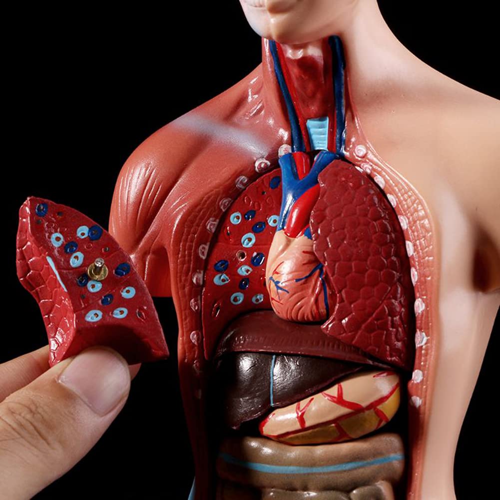 Modelo de anatomía, Torso Humano Desmontable de 28 cm de Alto, Modelo de Torso para niños, Herramienta de Aprendizaje médico, Esqueleto de 15 órganos extraíbles.