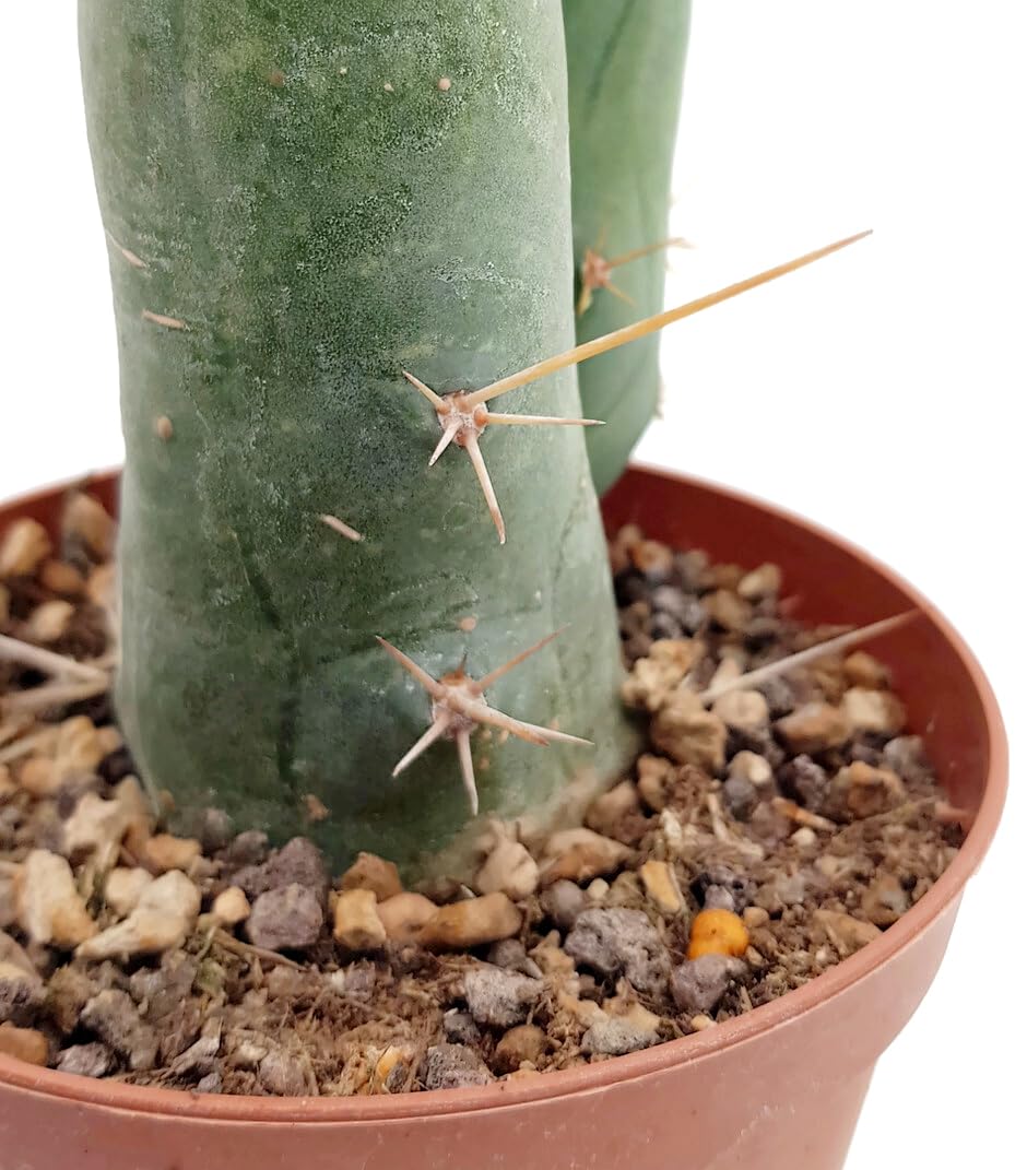 euphorbia kaktus kaufen Bestelle die dreikantige Wolfsmilch bei BloomboxClub  Bloombox Club DE