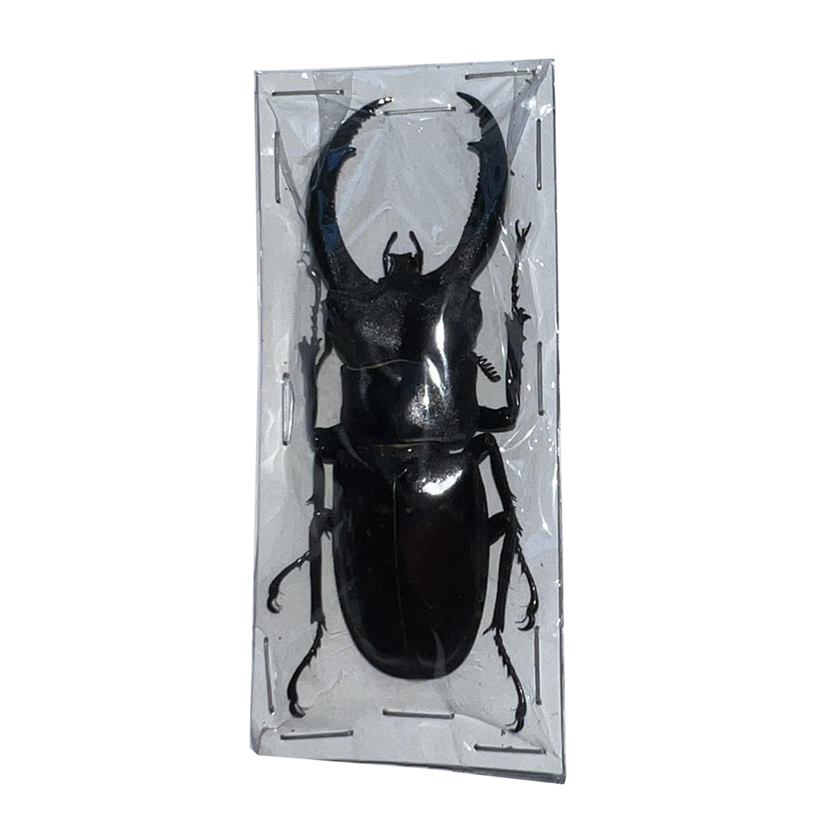 Taxidermia de ciervo real para mesa: decore su sala con rarezas de arte