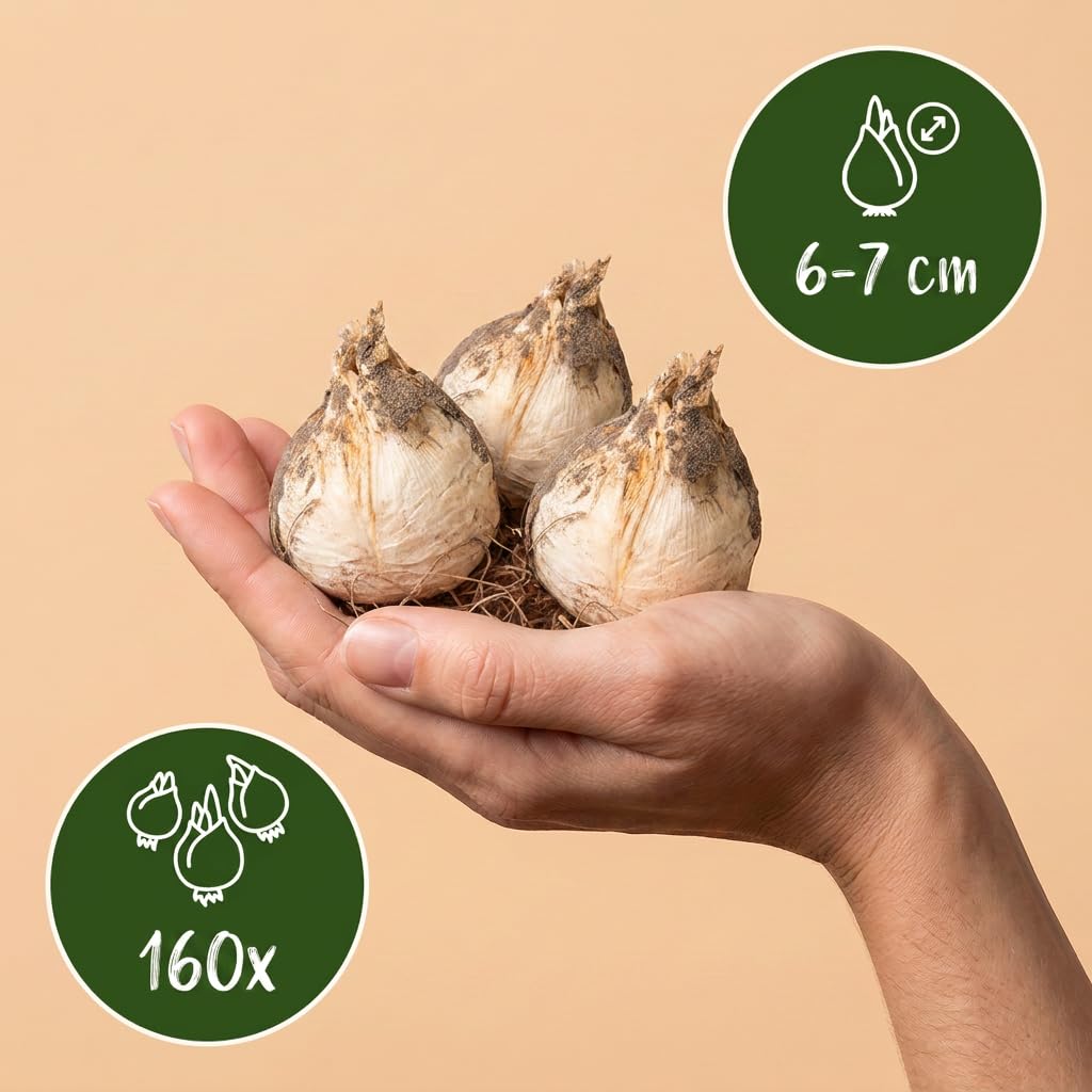 Green boutiQ - 160x Allium Purple - White Mix - Lila-Weiße Zierlauch-Mischung - Lila und Weiß - Sommerblüher - Zwiebelgröße 10/12