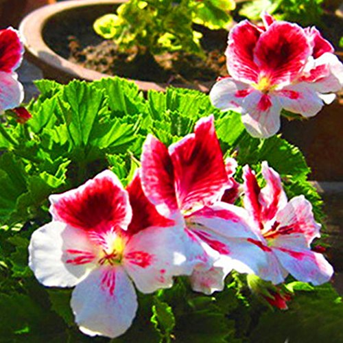 Mymotto - Semi profumati di geranio