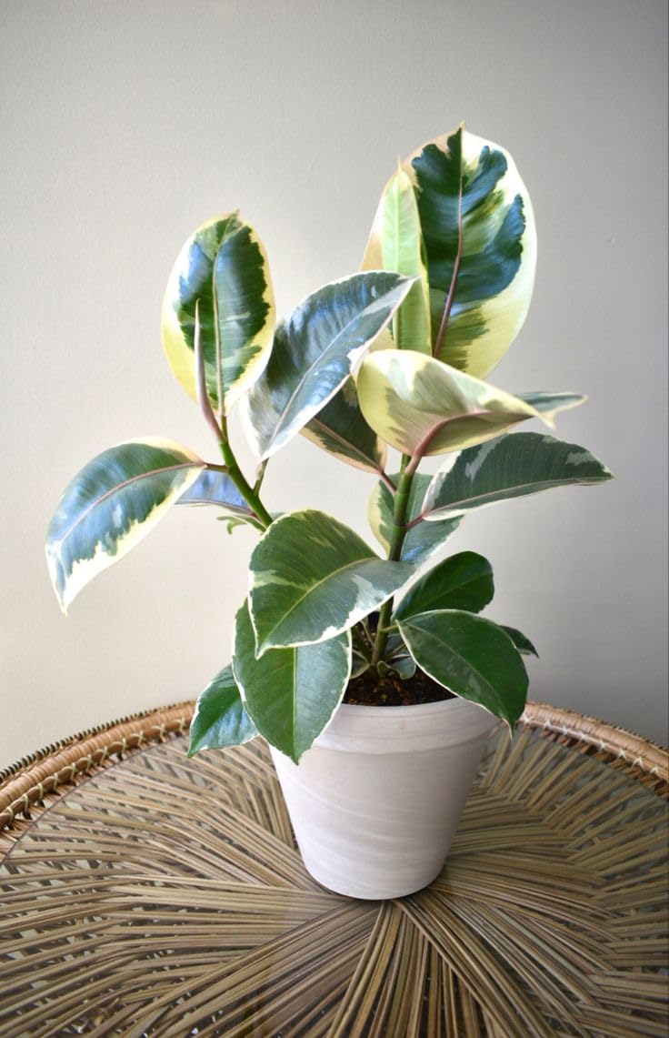 Ficus Tineke Rubber Plant – Variegated Indoor Houseplant – White-Green Foliage (Pack of 1)-image-38