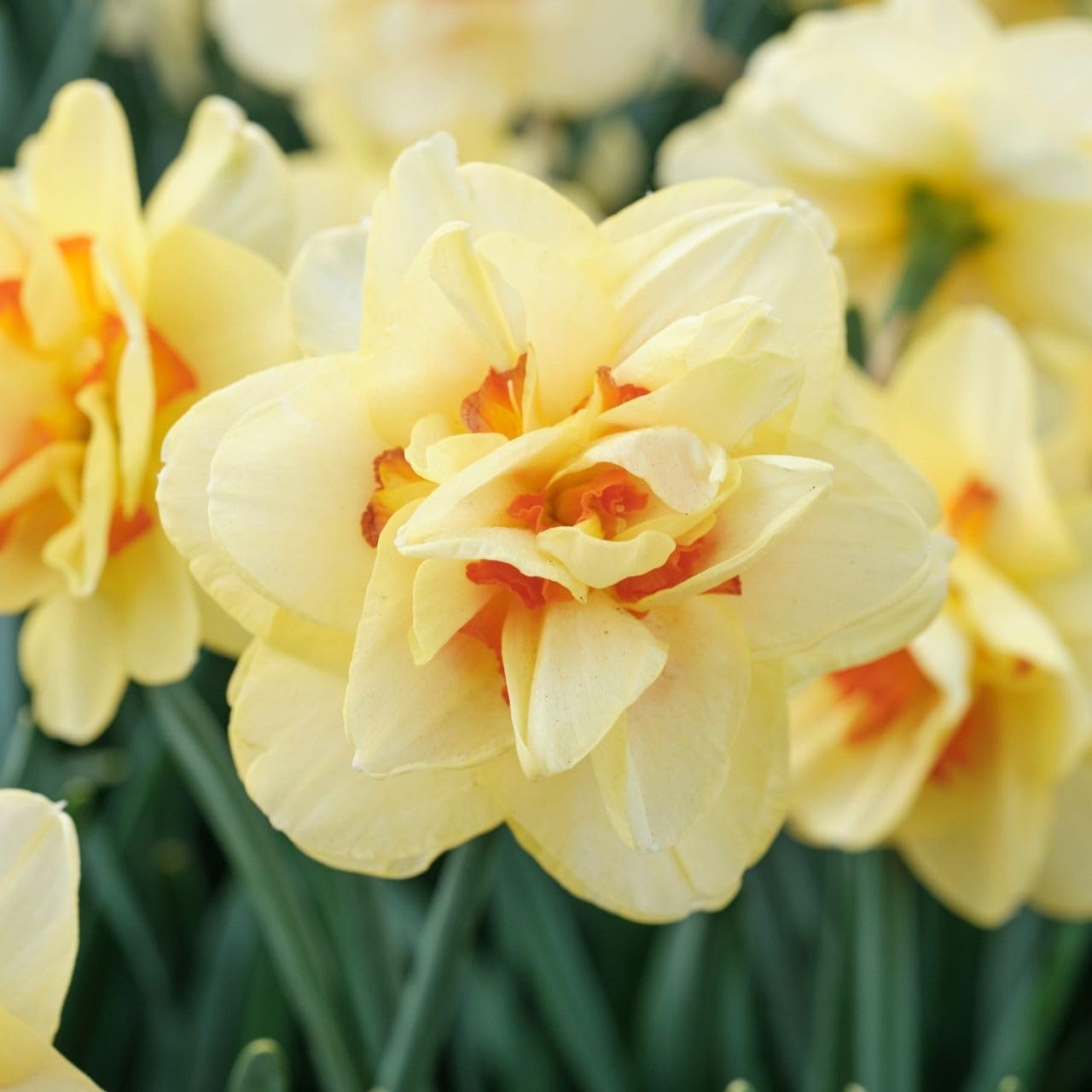 Daffodil Double Tahiti Bulbs - Long Lasting & Fragrant Blooms, Narcissus ‘Tahiti’ (Double Daffodil) | Perennial Spring Flowers, Easy to Grow (25 Pack)