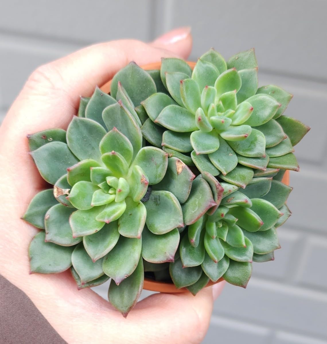Amazon.co.jp: セール！！！エケベリア アモエナ 多肉植物 苗 : おもちゃ