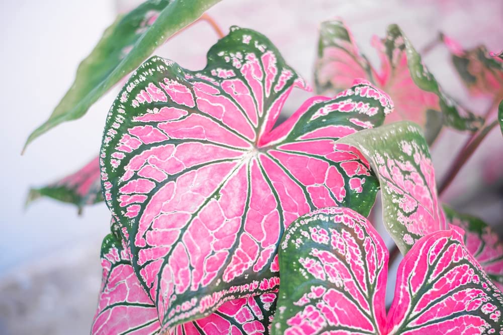 Pink and Green Caladium Bulb for Planting - Easy & Fast Growing Indoor or Outdoor Plants