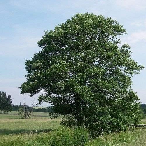 Europäische Erle Seeds (Alnus glutinosa) 50 + Seeds Amazon.de Garten