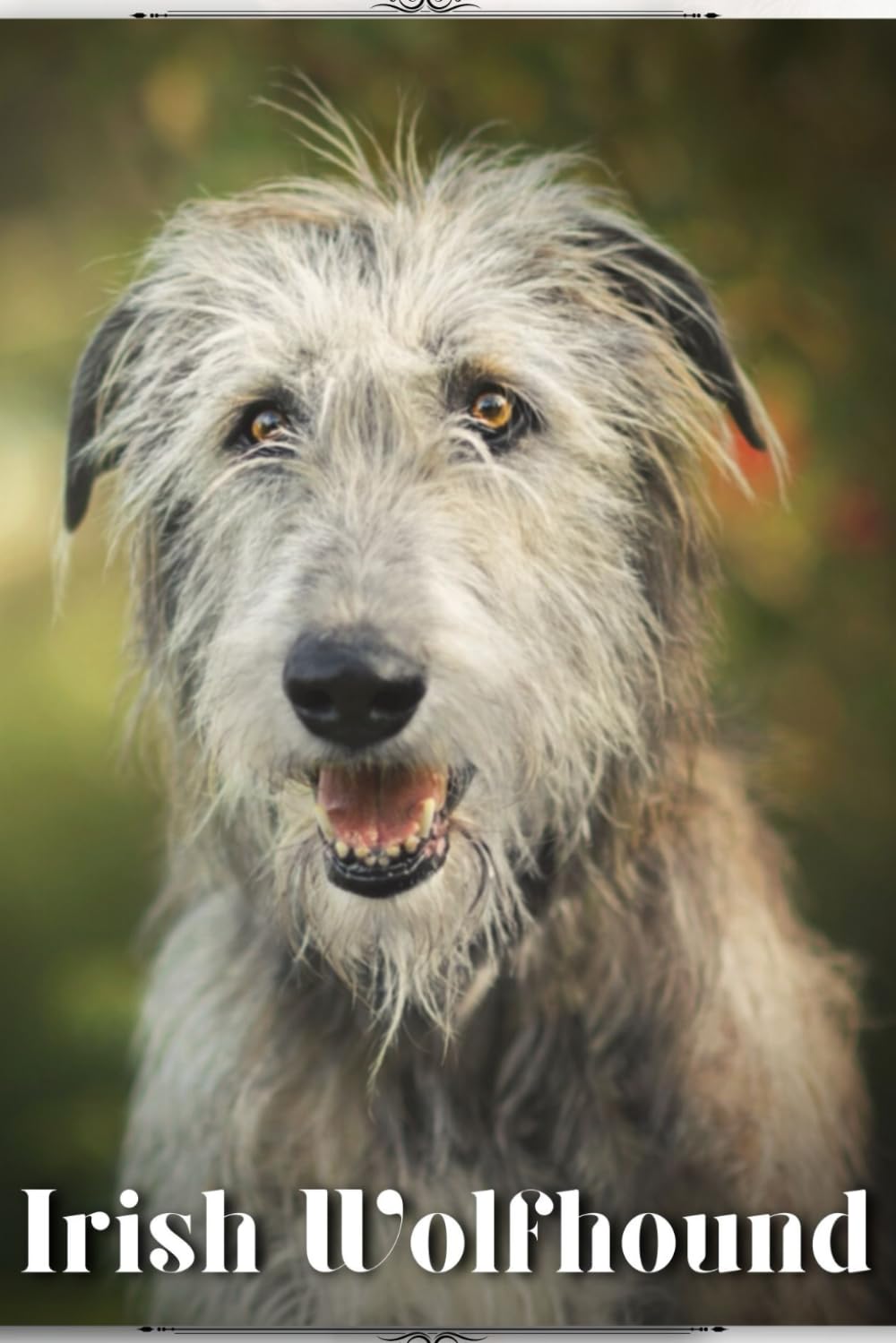 Irish Wolfhound: Dog breed overview and guide