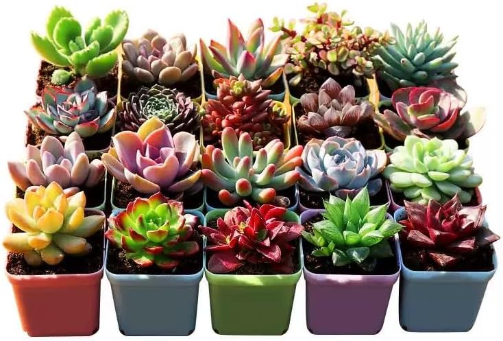 Generic 500pcs Mixed Succulent Seeds | High Germination Rare Succulents | Non-GMO Drought Tolerant for Indoor Outdoor Home Garden Canada — view 6