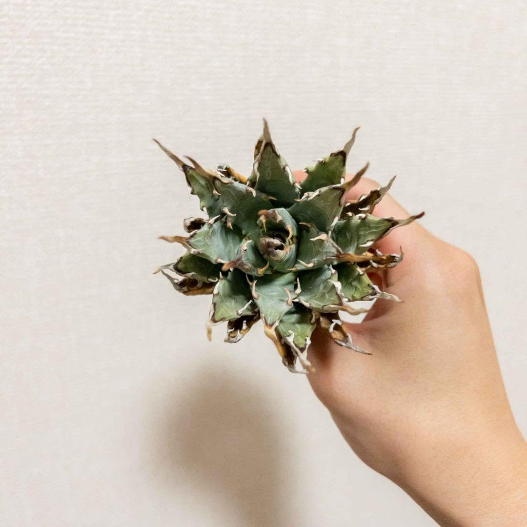 12 ユタエンシス エボリスピナ 現地株 ベアルート 陽炎 アガベ 12 ユタエンシス エボリスピナ 現地株 ベアルート 陽炎 アガベ